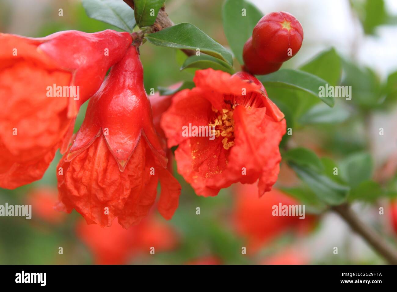 Pomegranate flower Stock Photo