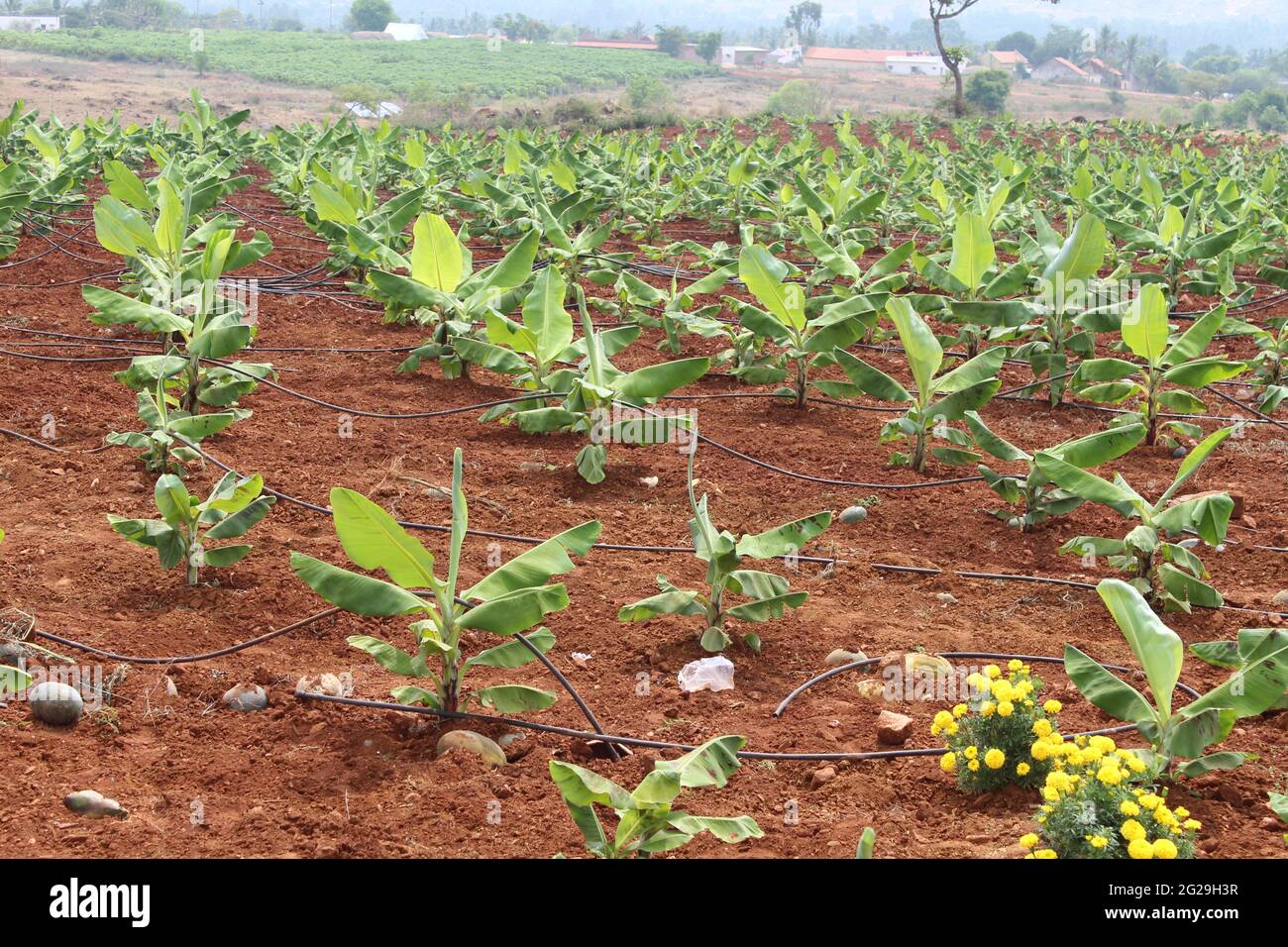 Farming land getting ready Stock Photo Alamy