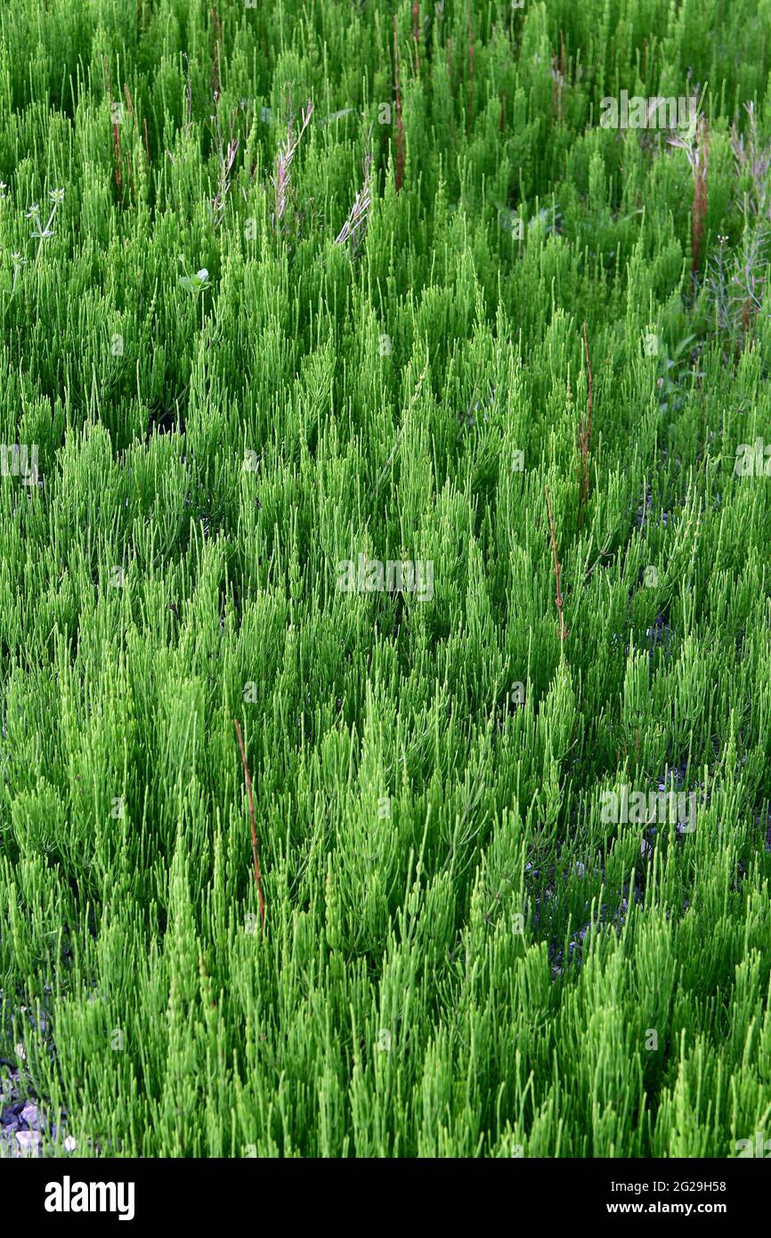 field horsetail or common horsetail, Acker-Schachtelhalm, Zinnkraut, Acker-Zinnkraut, Zinngras, Equisetum arvense, mezei zsurló, Őrség, Hungary Stock Photo