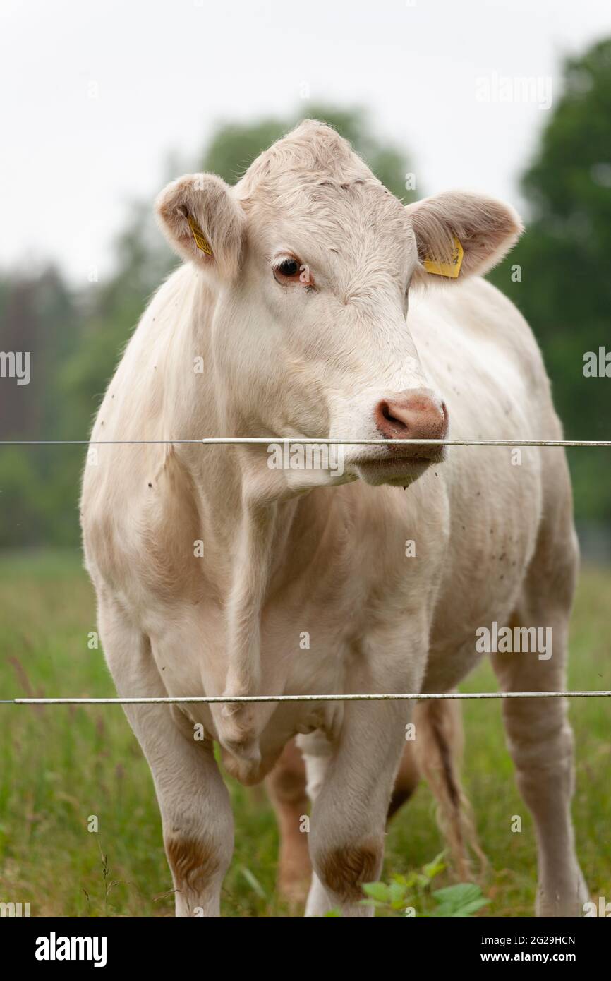 cows behind an electric fence Stock Photo Alamy