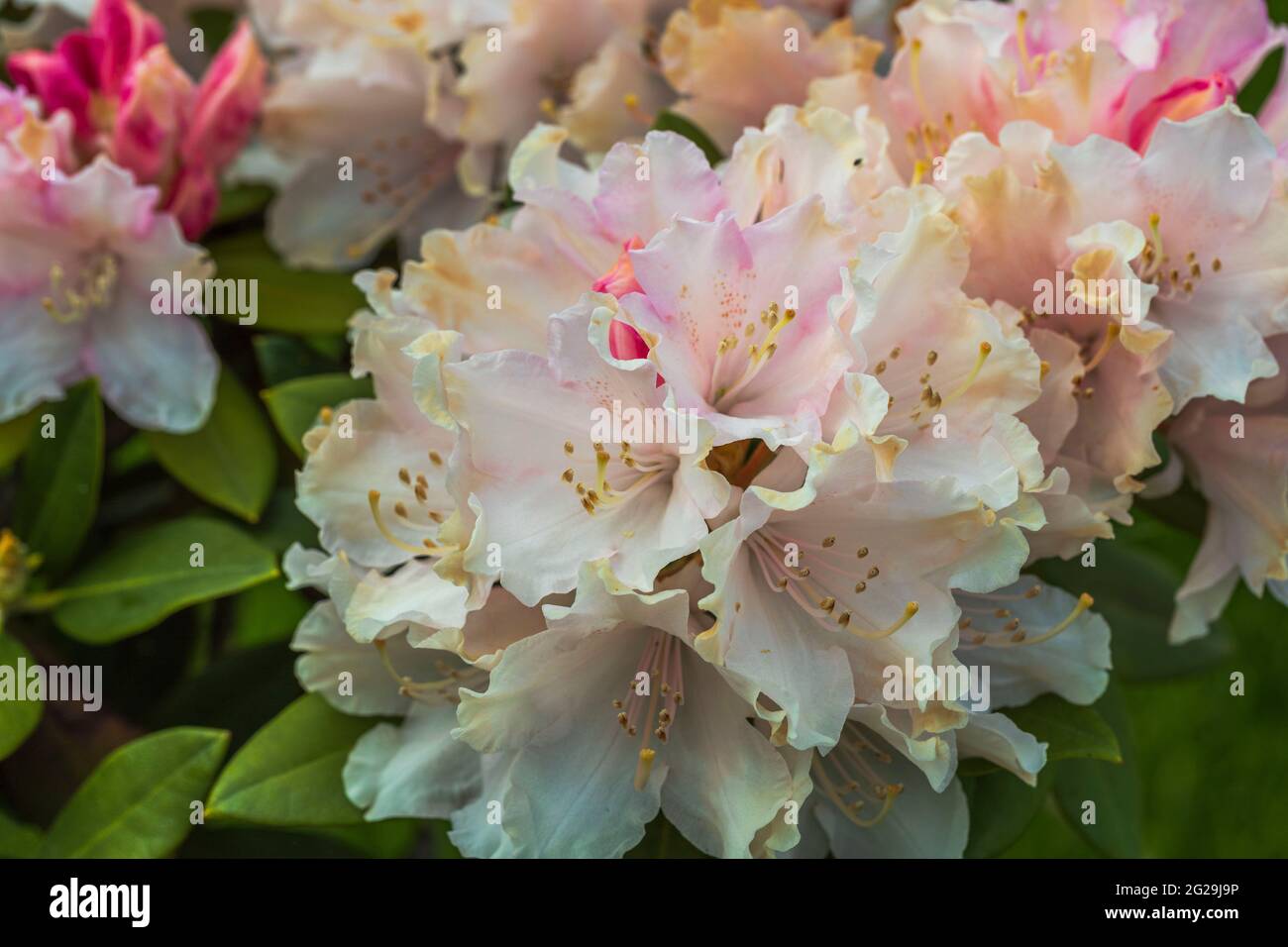 Macro view of blooming pink rhododendron. Beautiful nature backgrounds