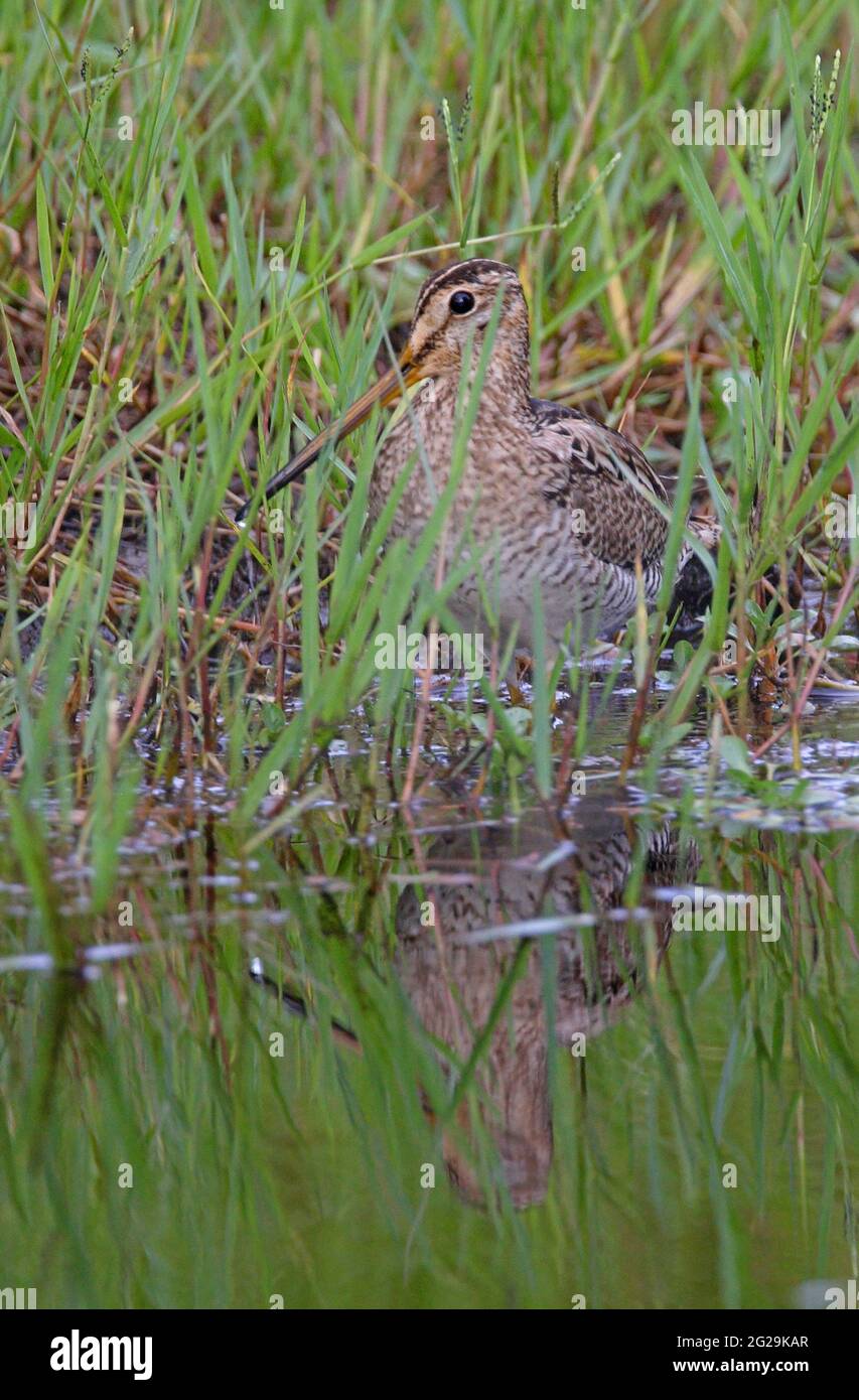 Latham's Snipe (gallinago Hardwickii) Standing In Marginal Vegetation 