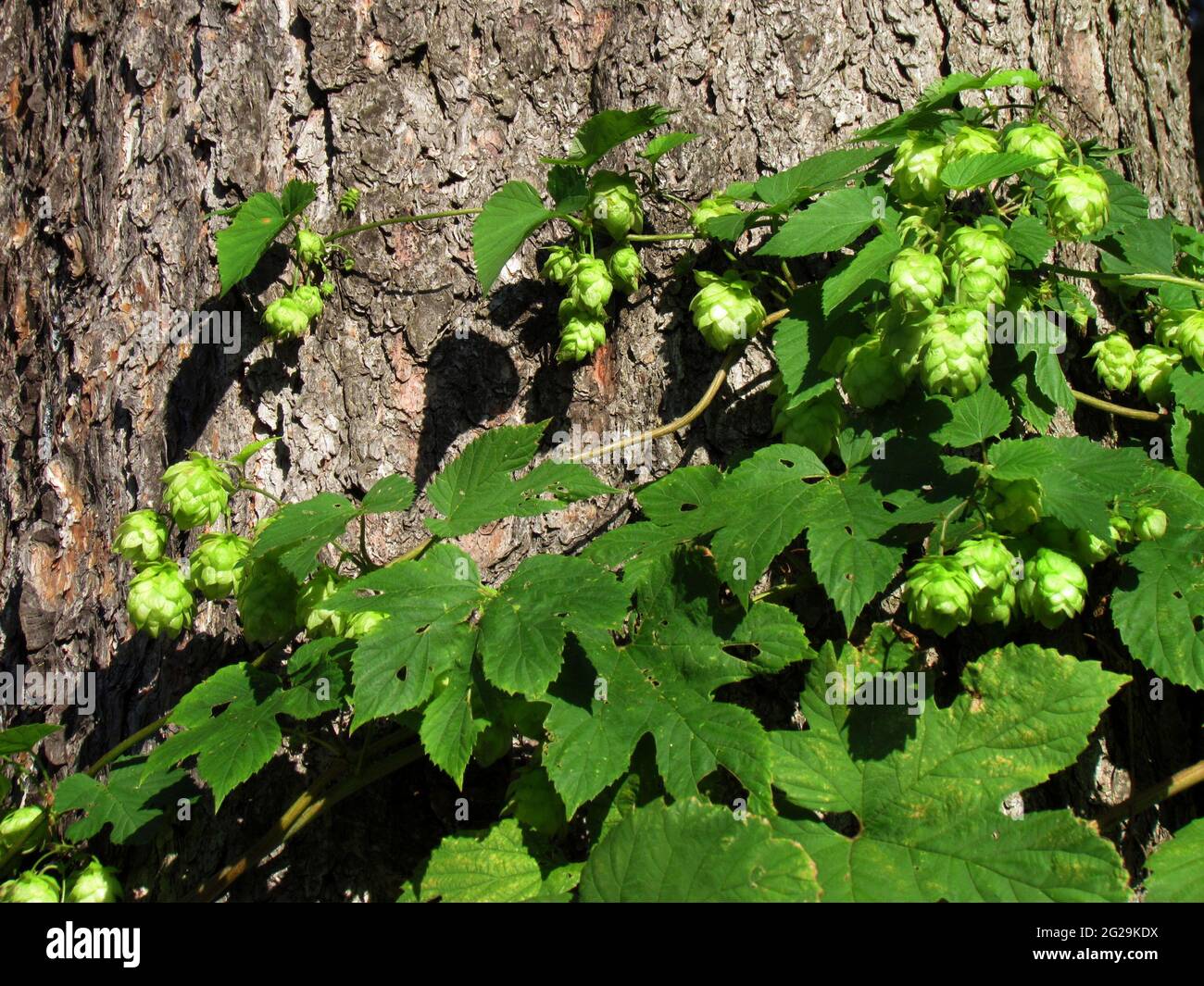 Wild hops dangle after tree trunks, Humulus lupulus, Cannabidaceae Stock Photo