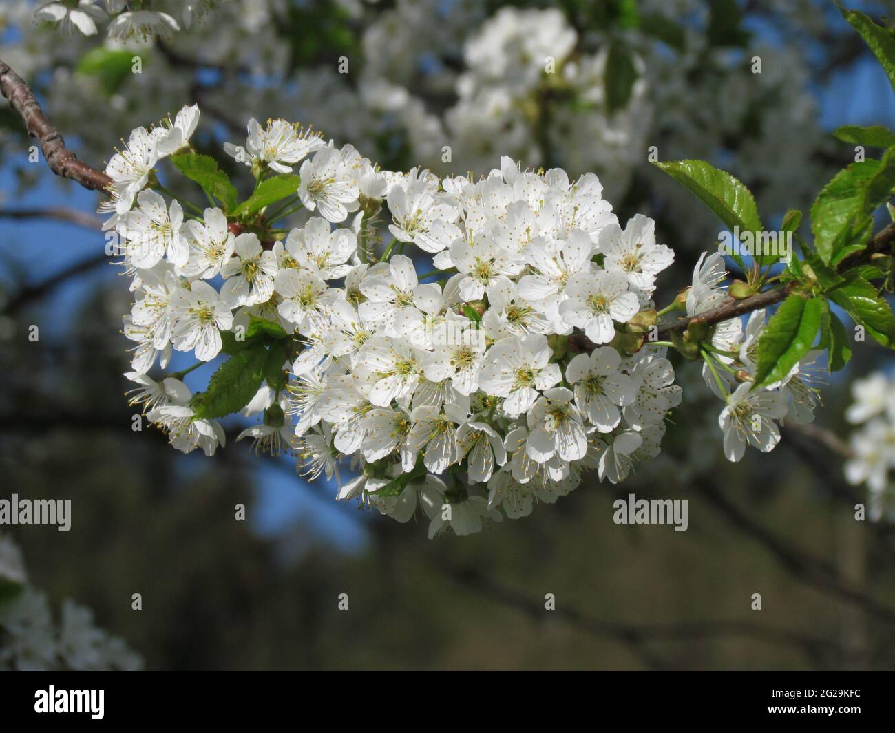 Closeup of a cherry blossom with a blurred background Stock Photo - Alamy