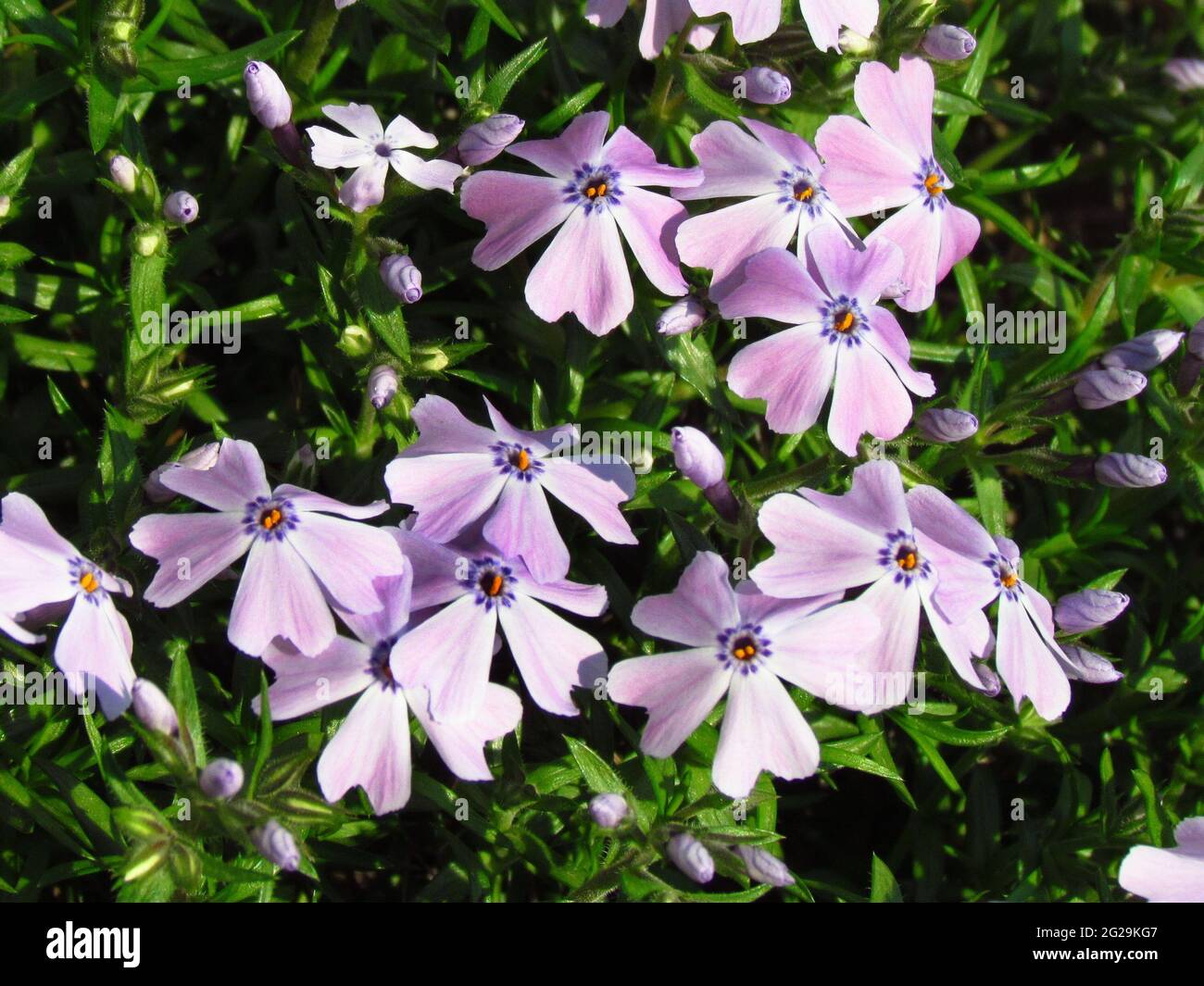 Phlox, detail of blossom,pink variant, low cover plant, detail of blossom, small rosa flowers, ornamental gardening Stock Photo