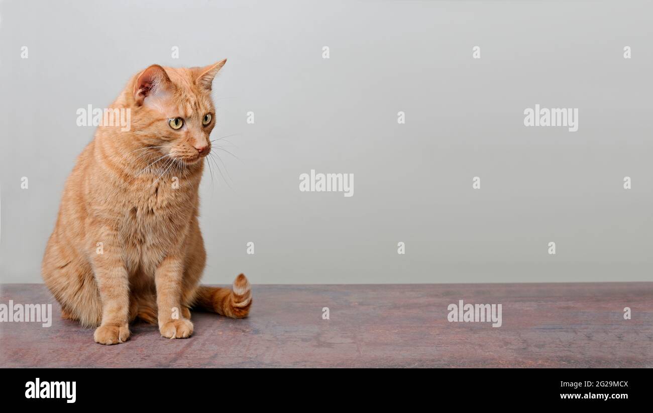 Cute red cat looking curious sideways. Panoramic image with copy space. Stock Photo