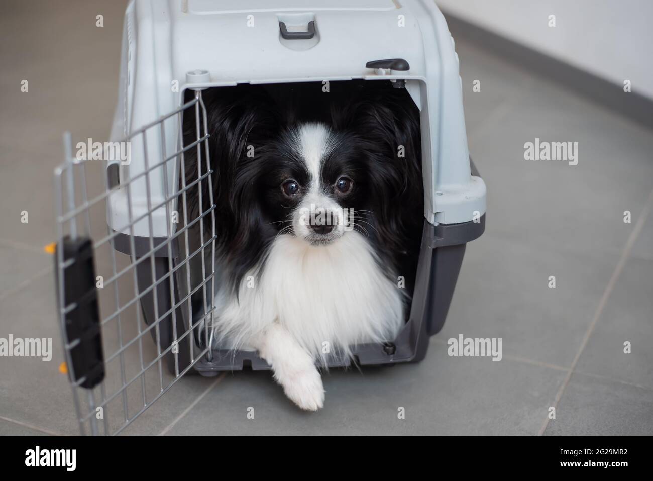 A dog in a box for safe travel. Papillon in a pet transport cage Stock  Photo - Alamy