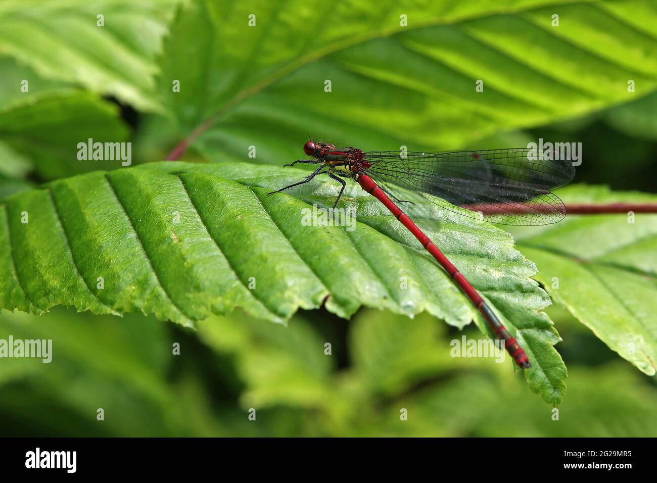 Large Red Damselfly sitting on a leaf. Stock Photo