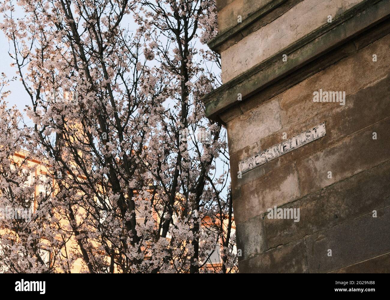 Blossom tree in spring, Cresswell Street, Glasgow Stock Photo