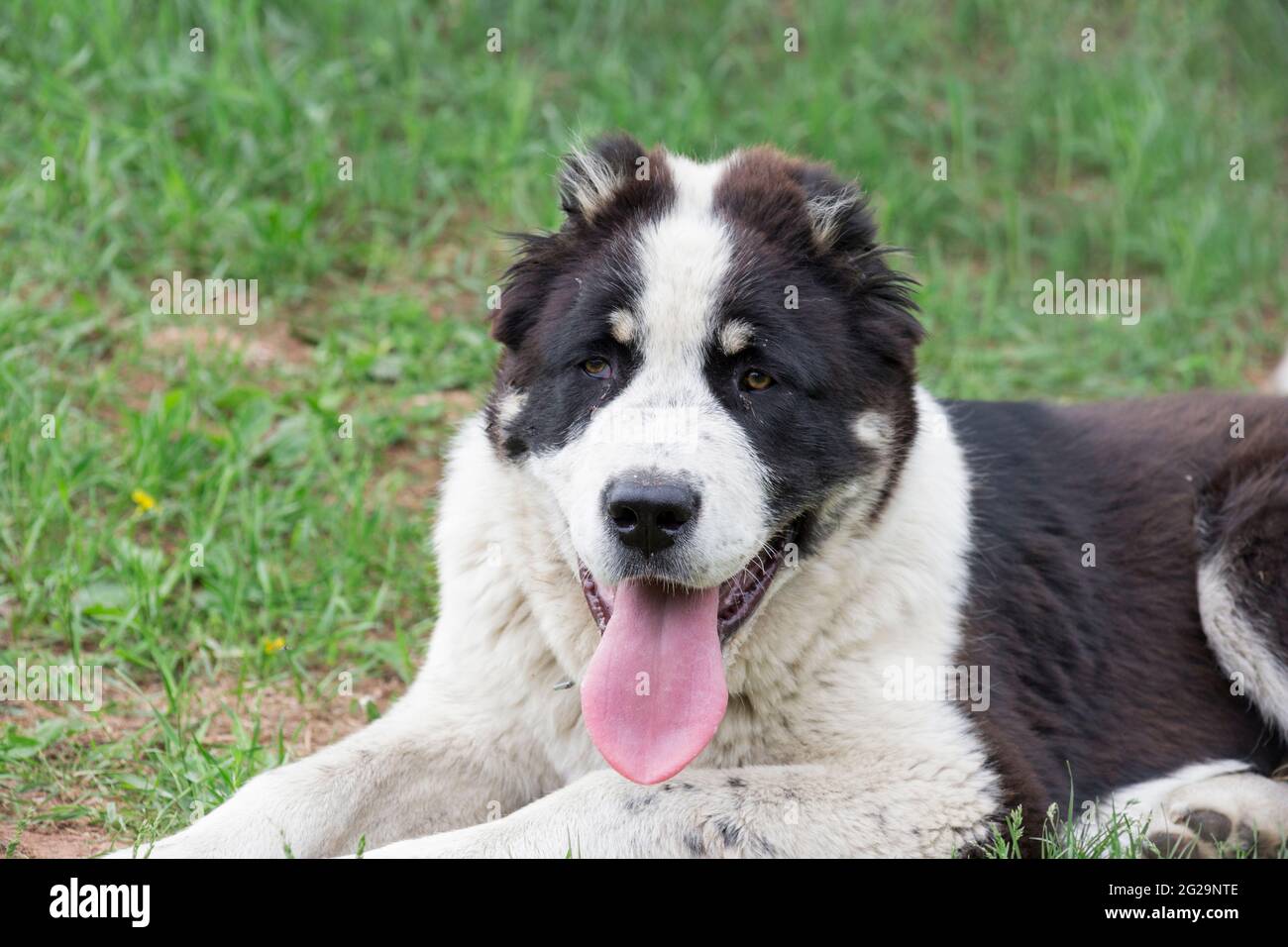Central asian shepherd dog puppy is lying on a green grass in the summer park. Four month old. Pet animals. Purebred dog. Stock Photo