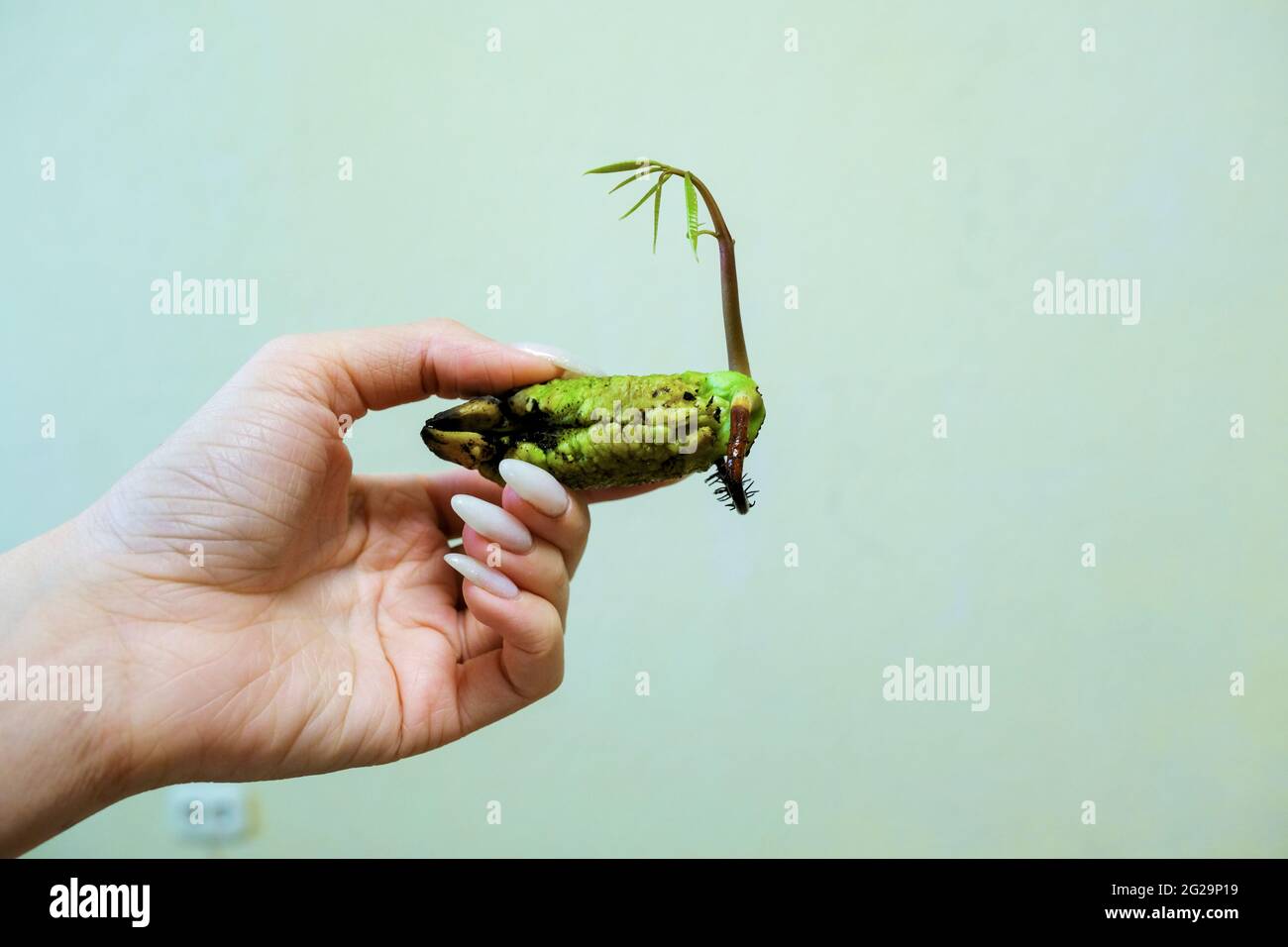 Green sprout of mango seeds in a female hand . Stock Photo