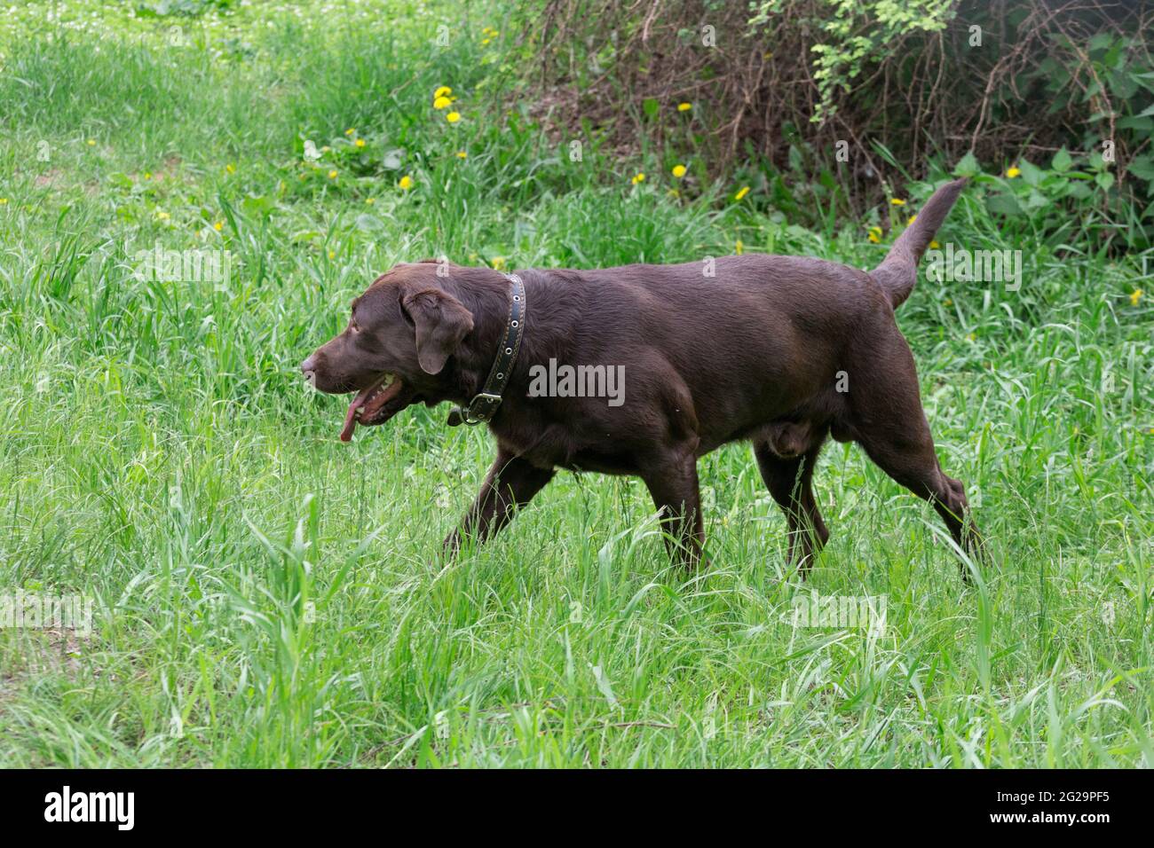 Cute chocolate labrador retriever puppy is walking on a green grass in the  summer park. Pet animals. Purebred dog Stock Photo - Alamy