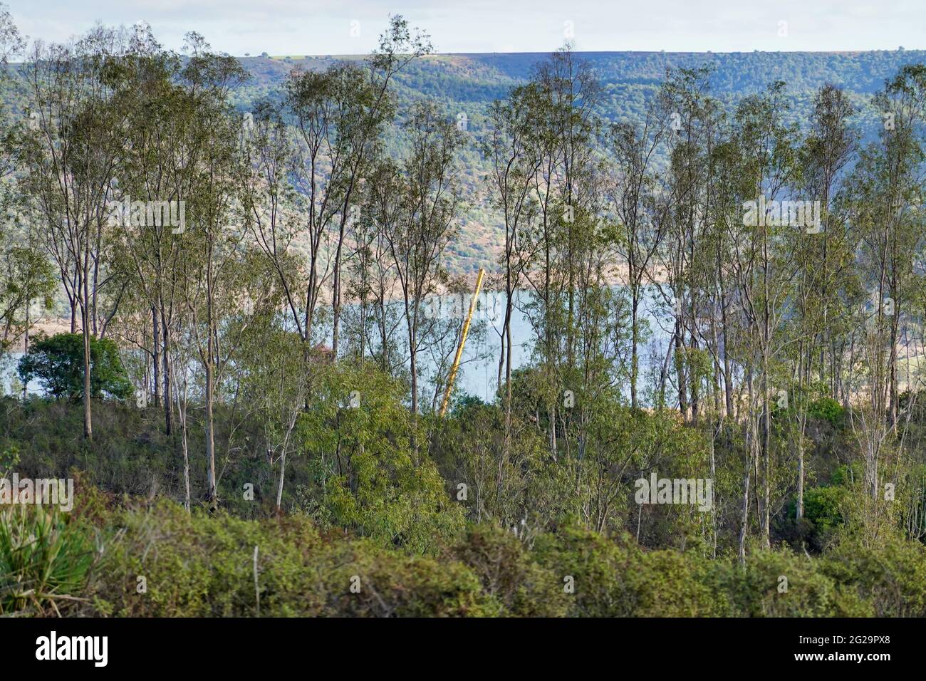 Beautiful background of trees by the lake Stock Photo - Alamy