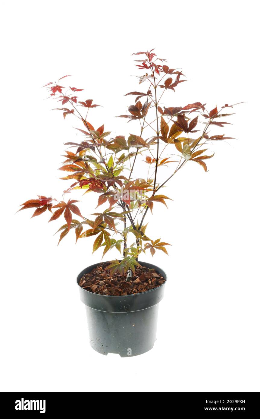 Japanese maple plant in a pot isolated against white Stock Photo