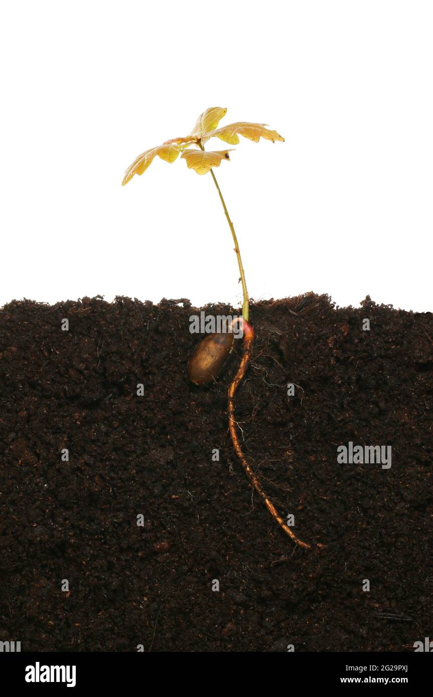 Oak tree sapling in soil showing germinated acorn and tap root against