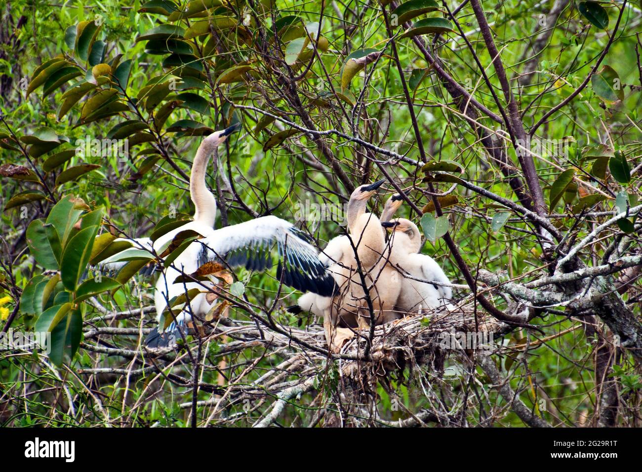 Egret chicks in nest, Shark Valley Visitor Center, Everglades National Park, Florida Stock Photo