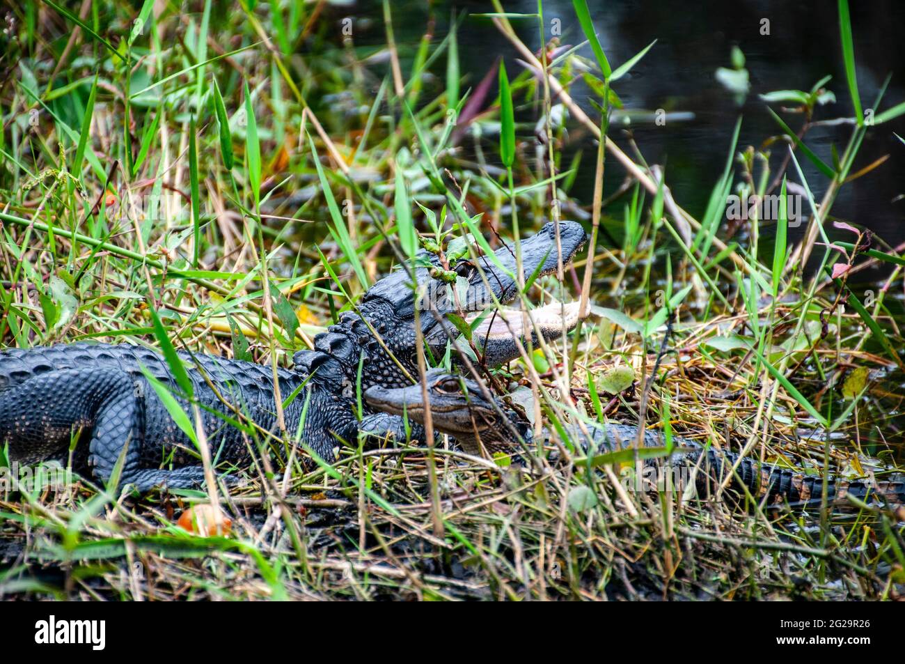 Baby alligator mother hires stock photography and images Alamy