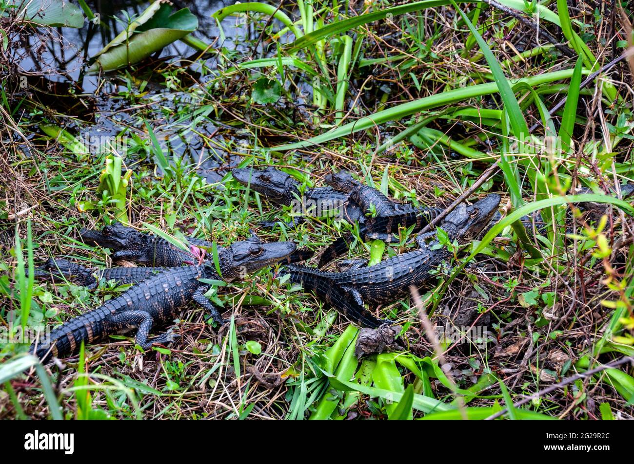 Six baby American alligators (Alligator mississippiensis), Shark Valley