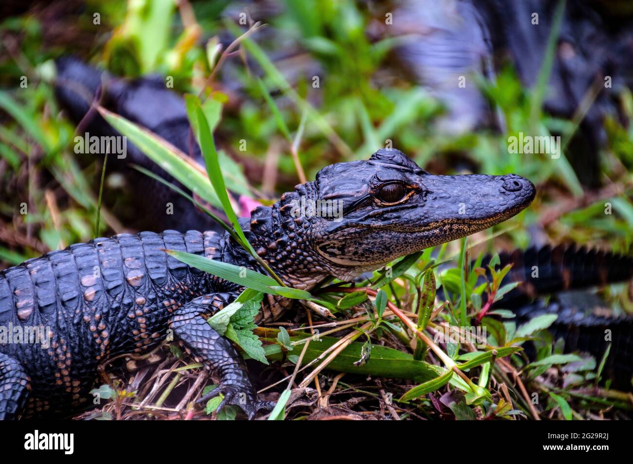Baby American alligator (Alligator mississippiensis), Shark Valley