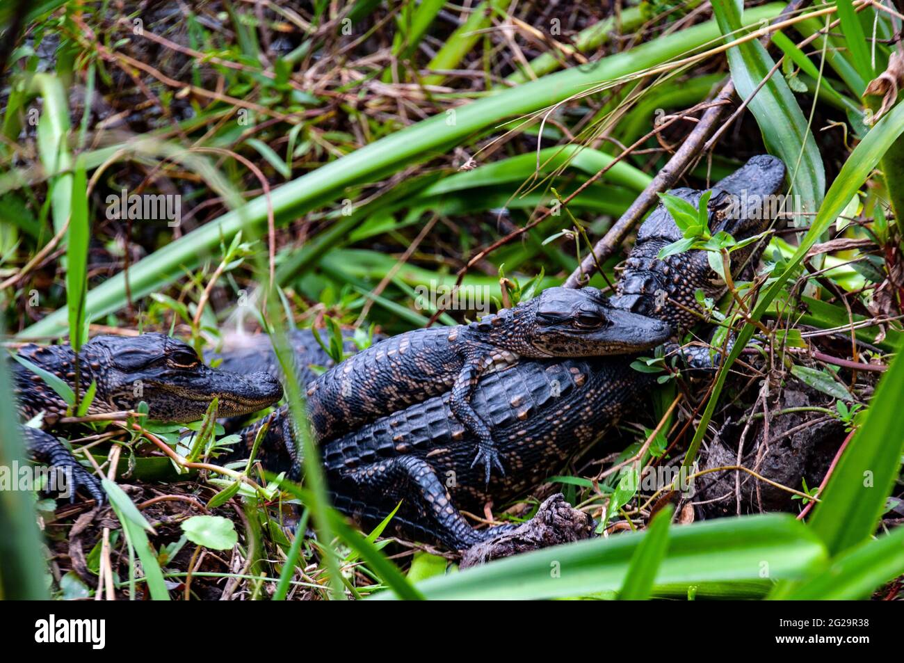 Three young American alligators (Alligator mississippiensis), Shark