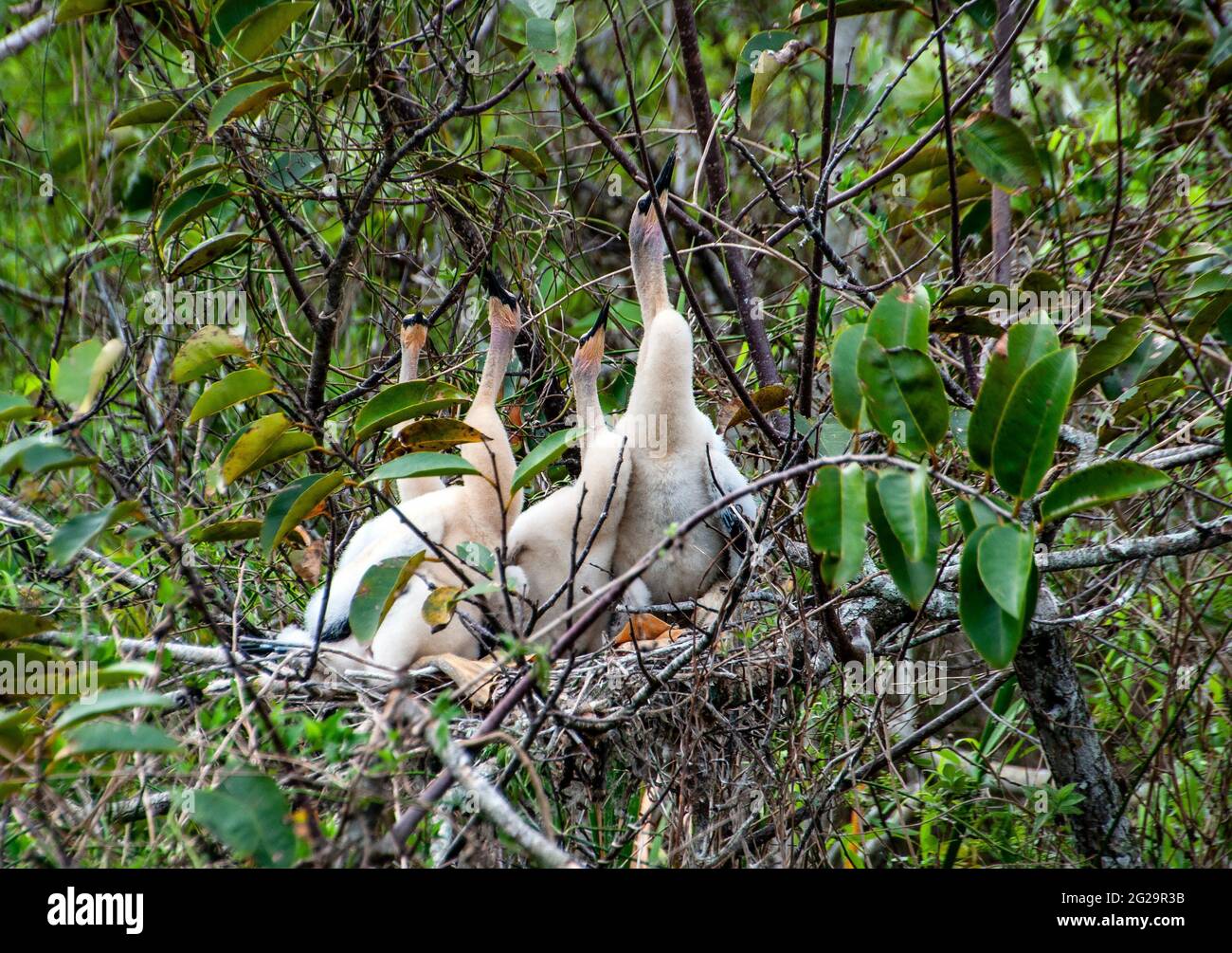 Egret chicks in nest, Shark Valley Visitor Center, Everglades National Park, Florida Stock Photo
