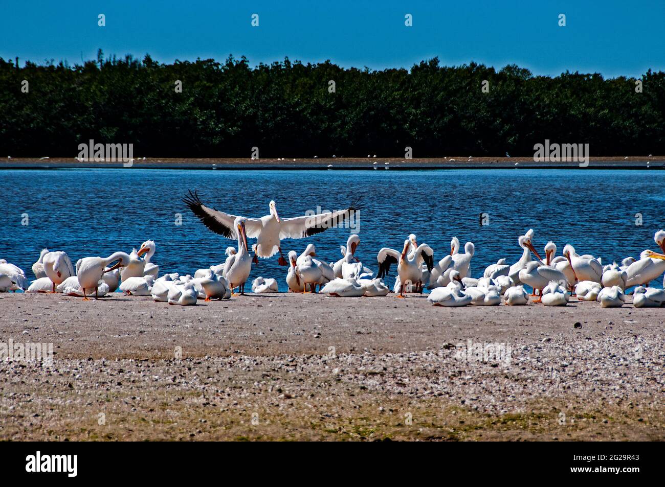 Large group of American white pelicans (Pelecanus erythrorhynchos) resting on island, lone brown pelican in foreground, Pine Island Sound, Florida Stock Photo