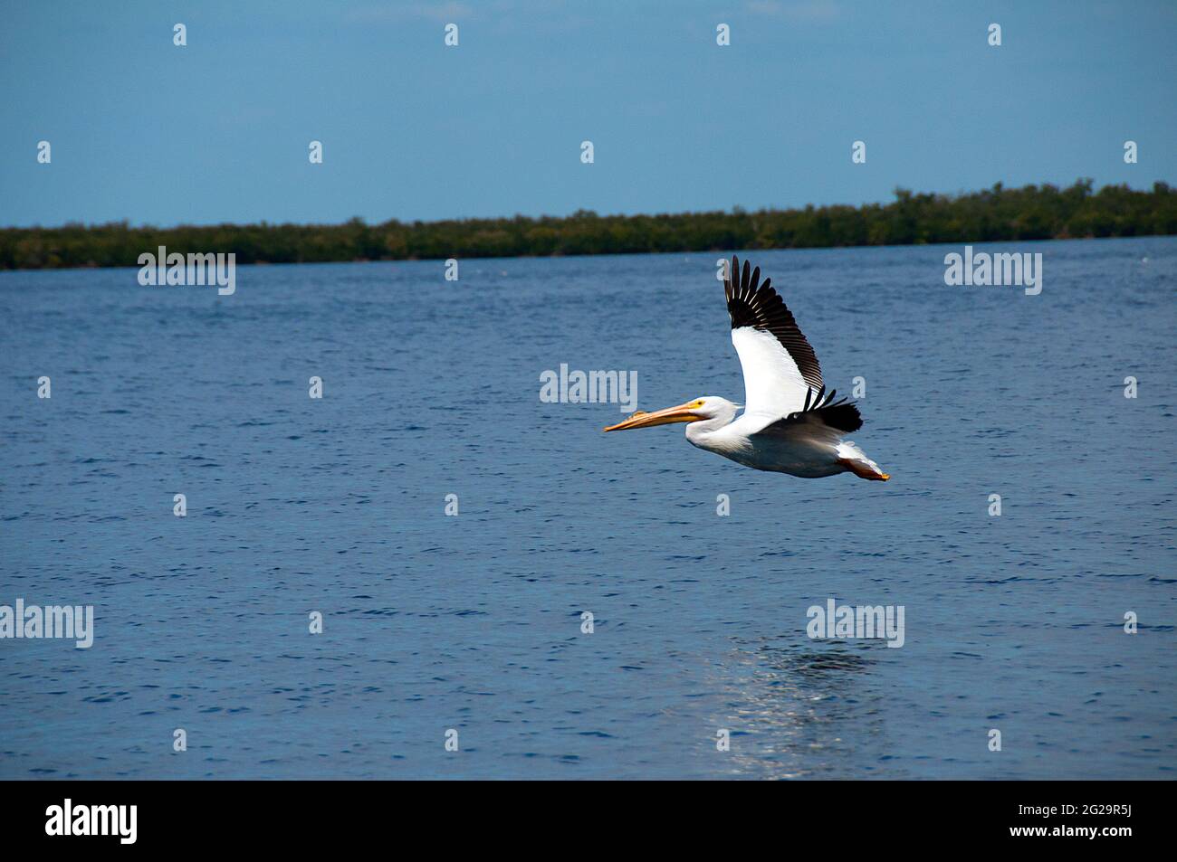 American white pelican (Pelecanus erythrorhynchos) lying low over water, Pine Island Sound, Florida Stock Photo