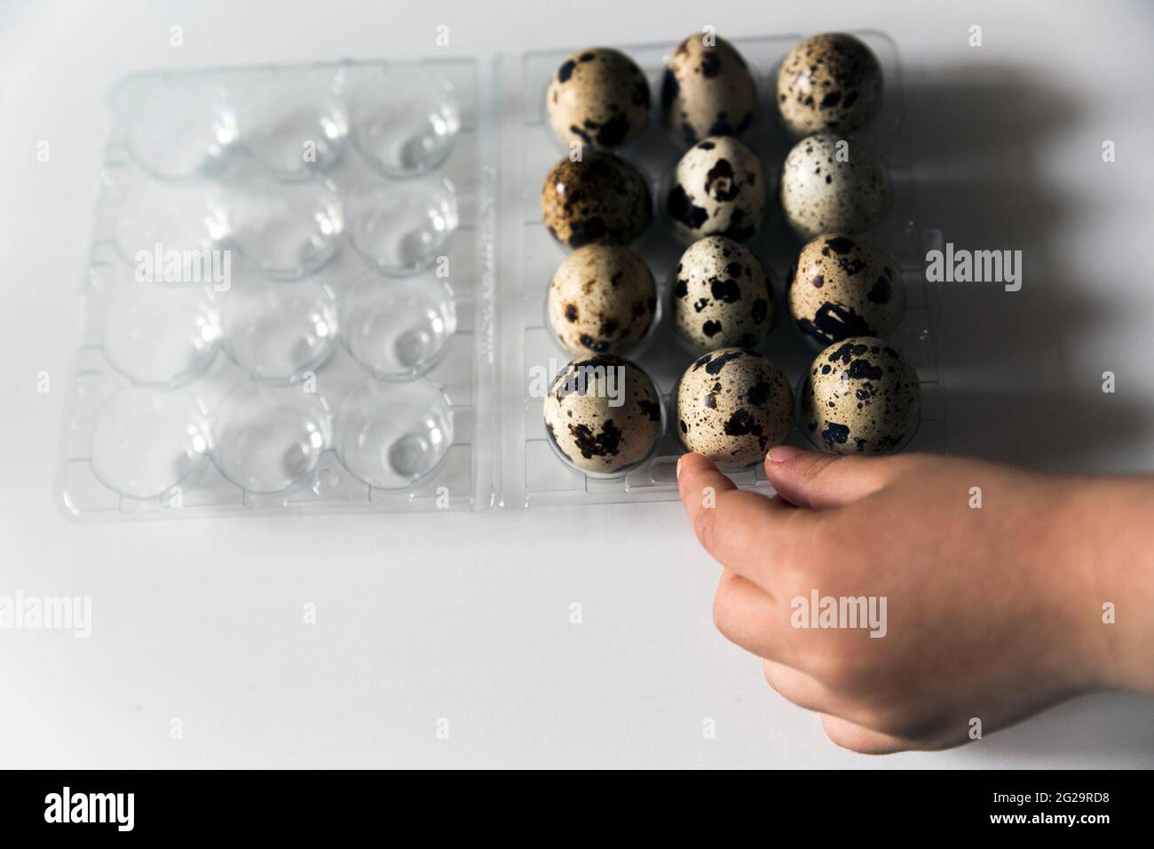 Close up of a toddler's hand picking up a quail egg from a plastic package full of them. Stock Photo