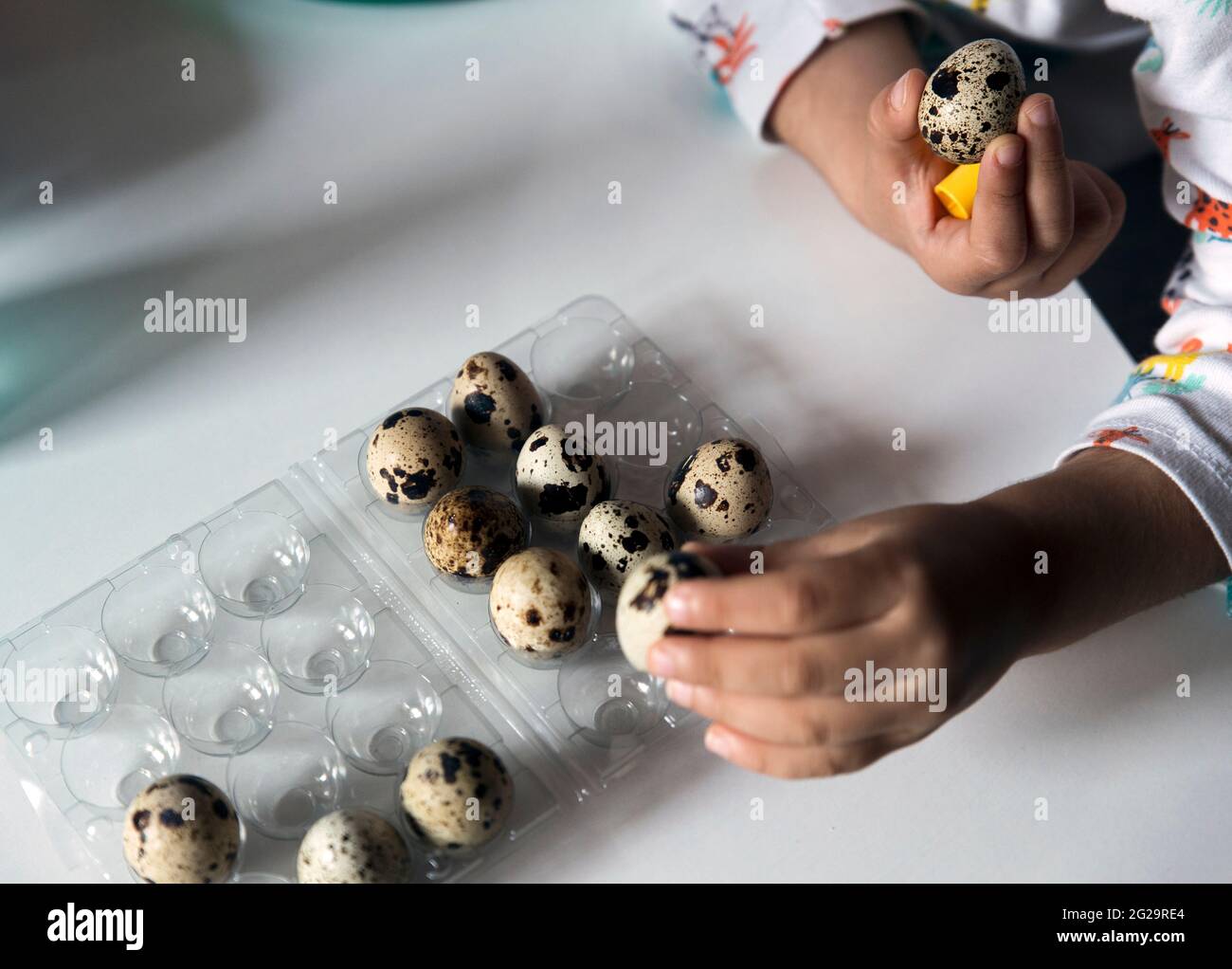 Hands of an unrecognizable toddler holding quail eggs and taking them out of a plastic package. Stock Photo