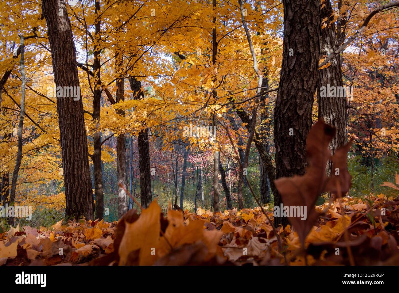 A wisconsin woods with golden fall maples and oaks with the view from the ground looking down into a small valley. Stock Photo