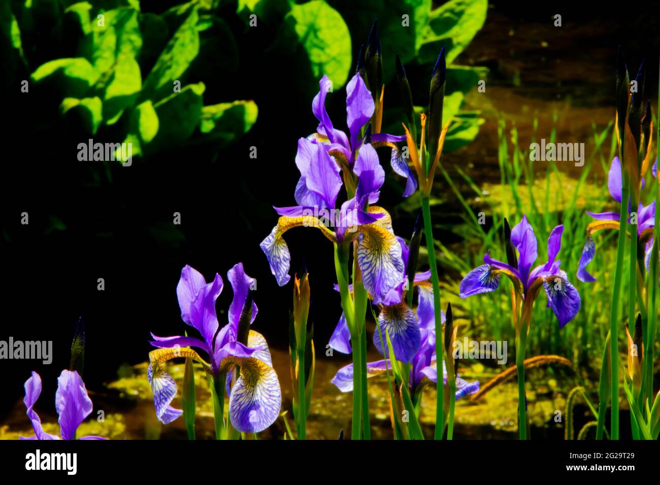 Rhizomatous herbaceous perennial, Siberian Irises or Iris sibirica flower in the gardens at the Crichton, Dumfries, Scotland Stock Photo