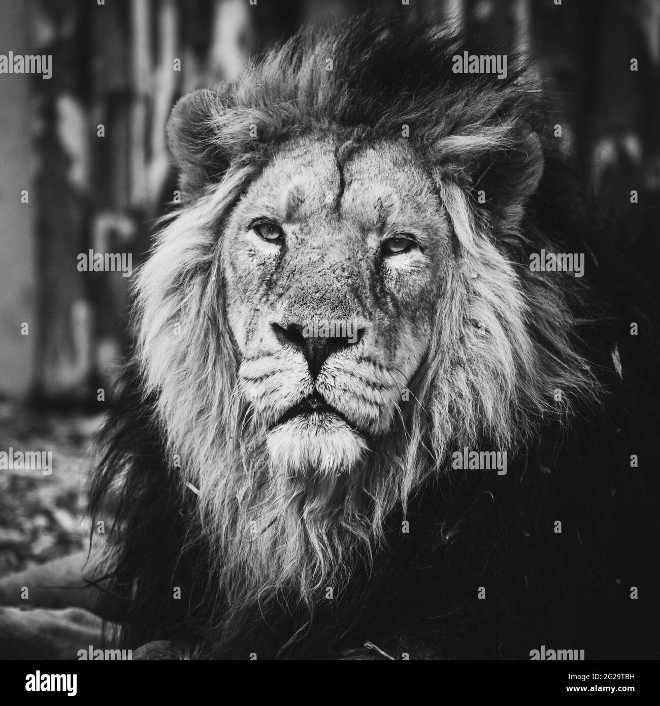 Lion in zoo hi-res stock photography and images - Alamy