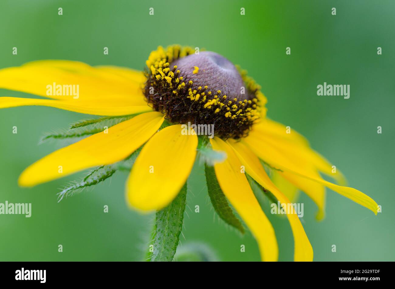 Blackeyed Susans grow tall and will shine from the back of the border