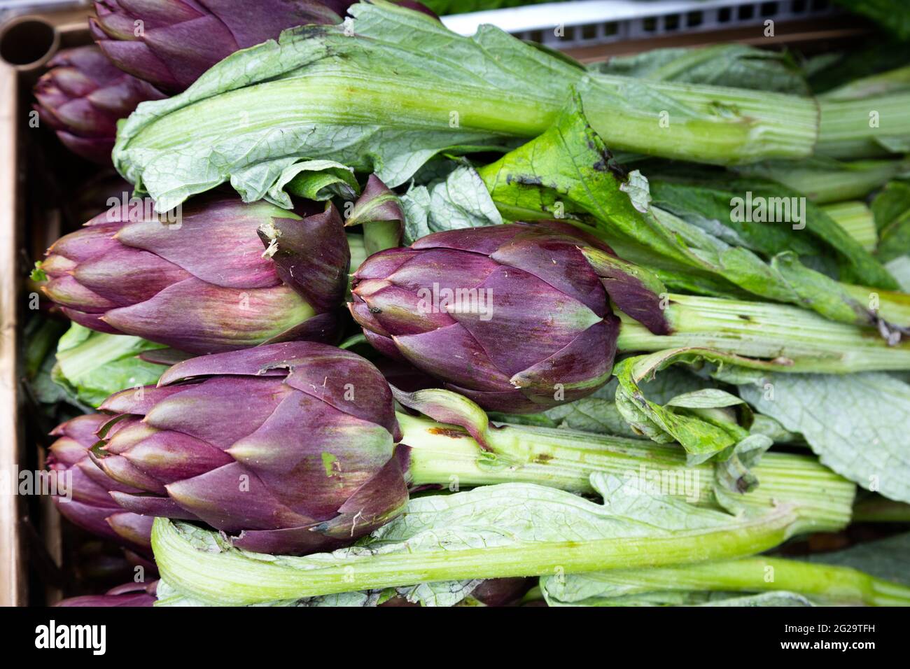 Delicate purple artichokes are offered at the weekly market in Venice Stock Photo