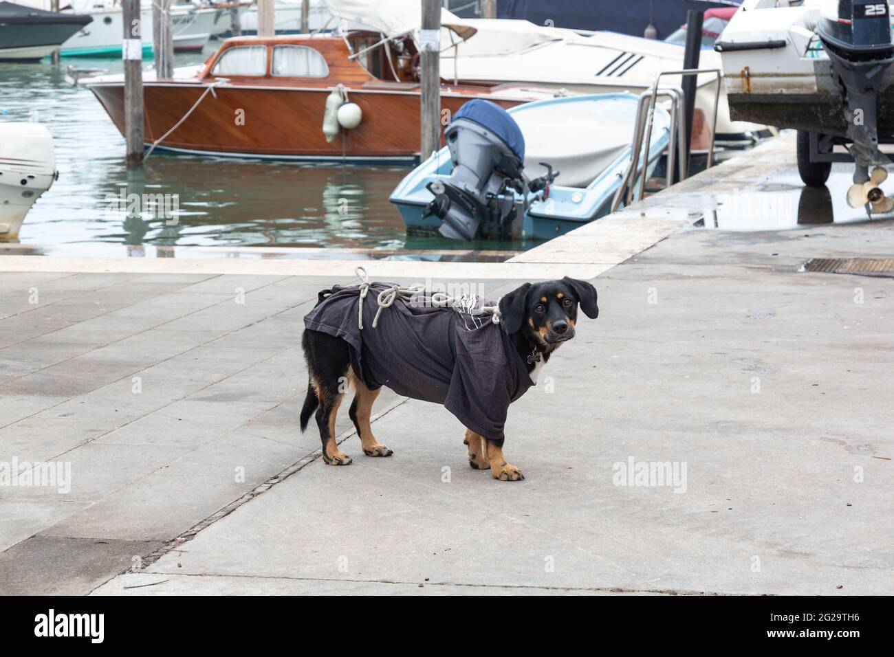 A small dog wears a t-shirt tied behind its back Stock Photo