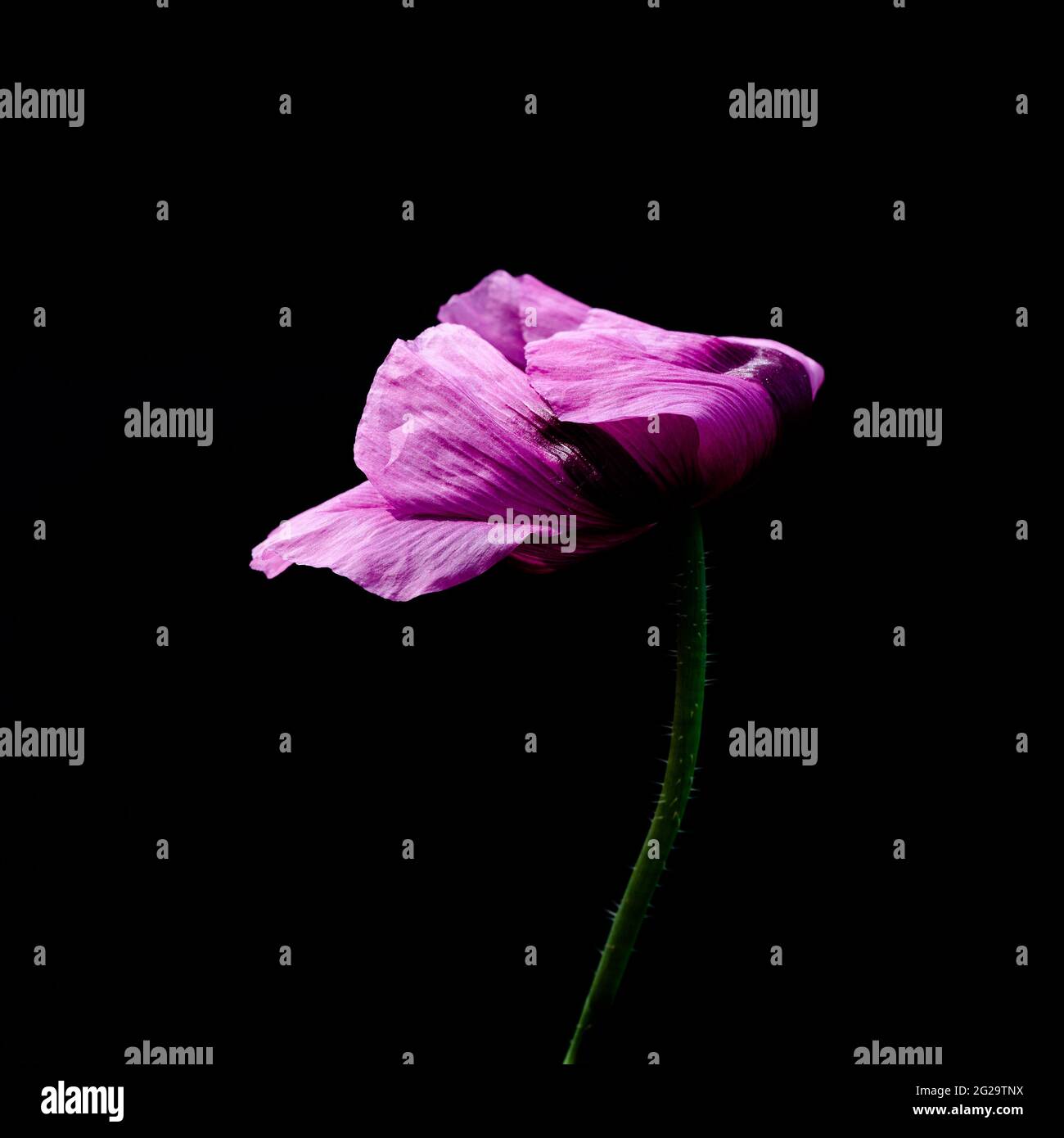 Black opium poppy hi-res stock photography and images - Alamy