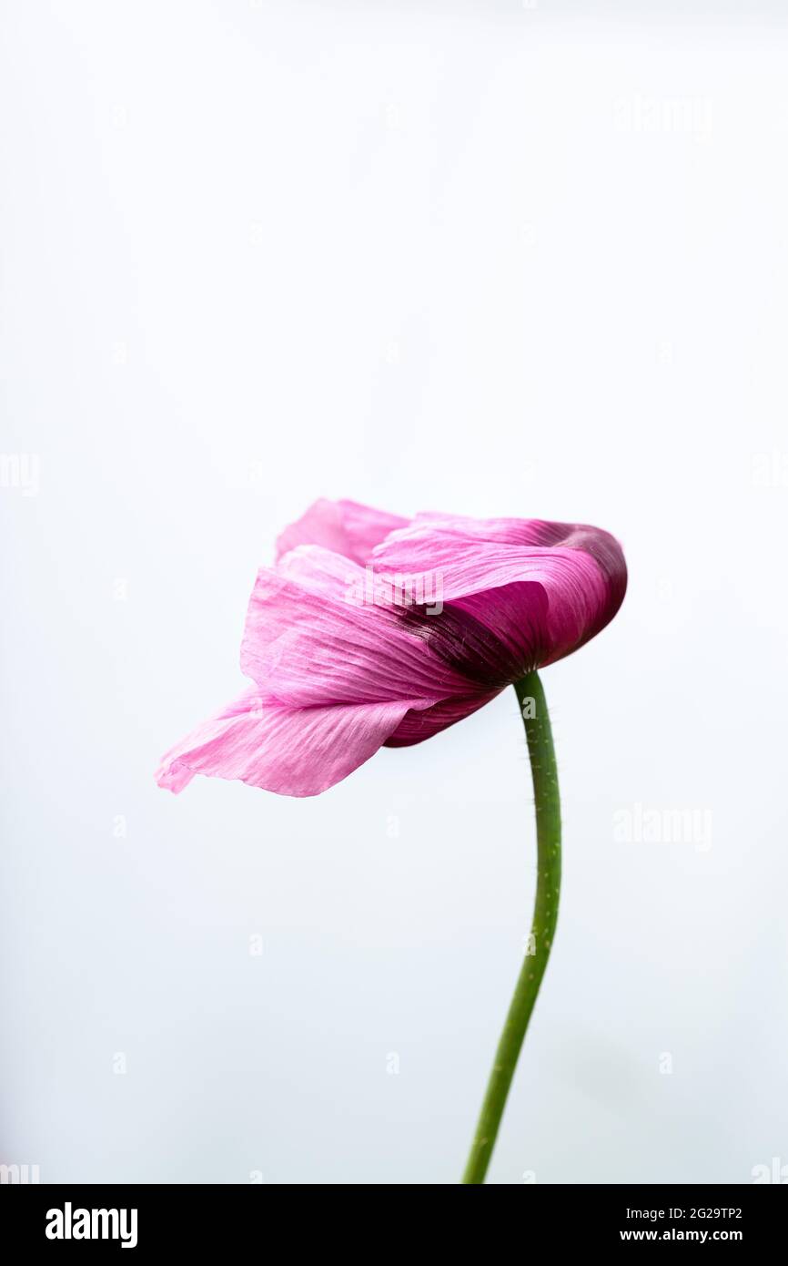 Violet-pink flowers of the opium poppy against a white background Stock Photo