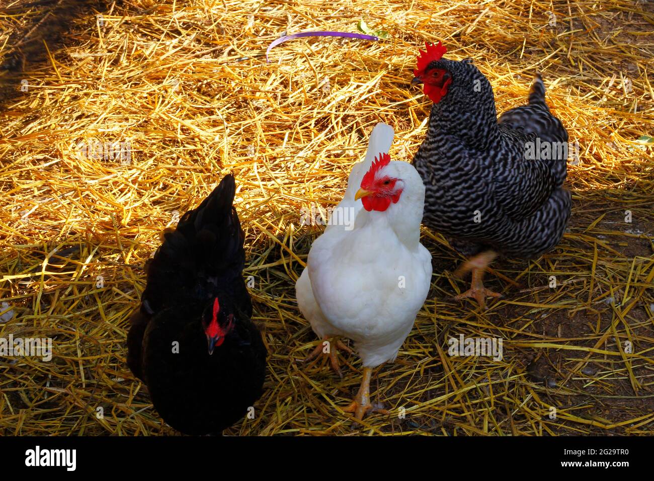 Chicken Hens in a Fenced Coop Stock Photo Alamy