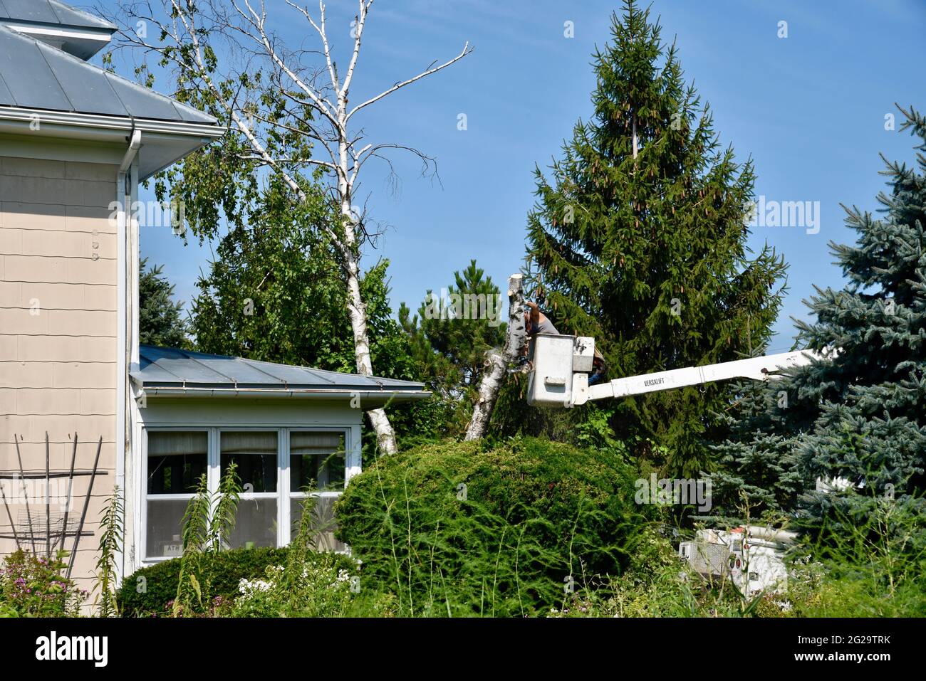 Professional tree trimmer removing dead or damaged birch tree using chainsaw on elevated hydraulic lift to gain height advantage, Browntown WI, USA Stock Photo