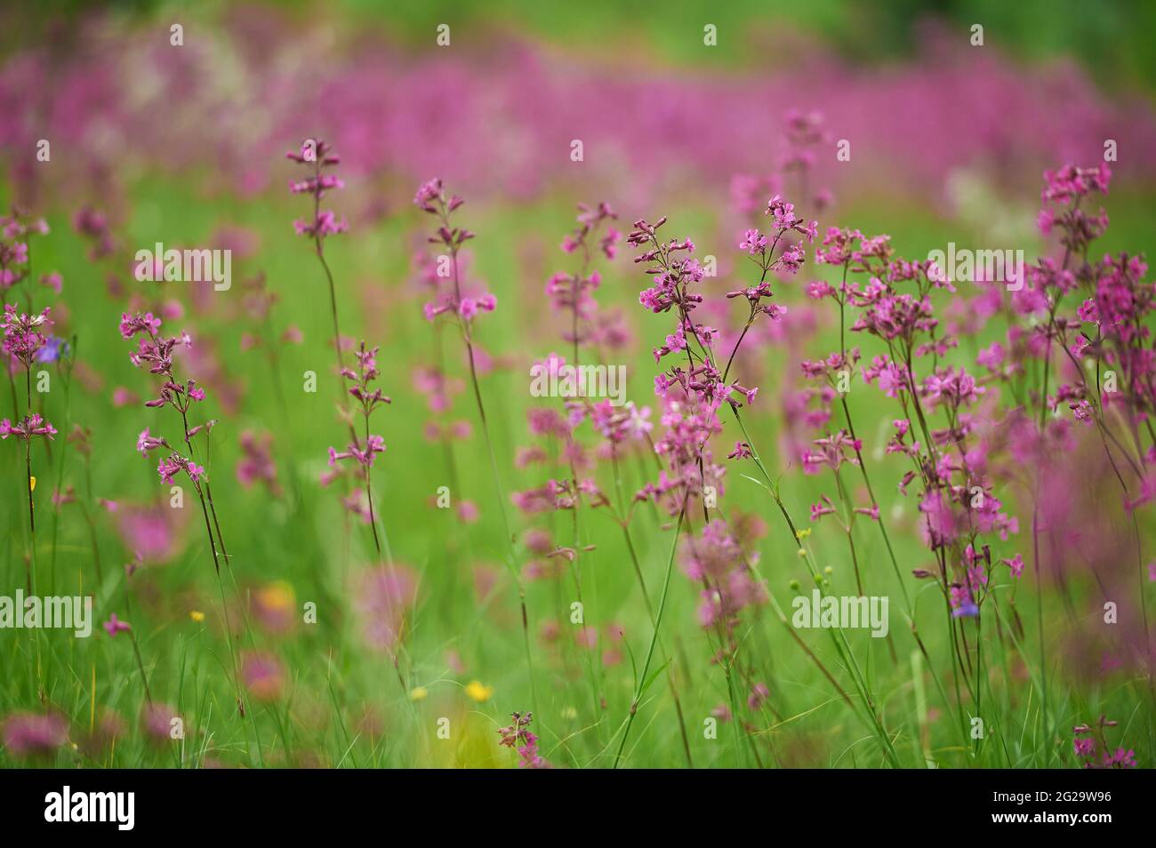 Blooming field of wild wildflowers purple Viscaria vulgaris Stock Photo