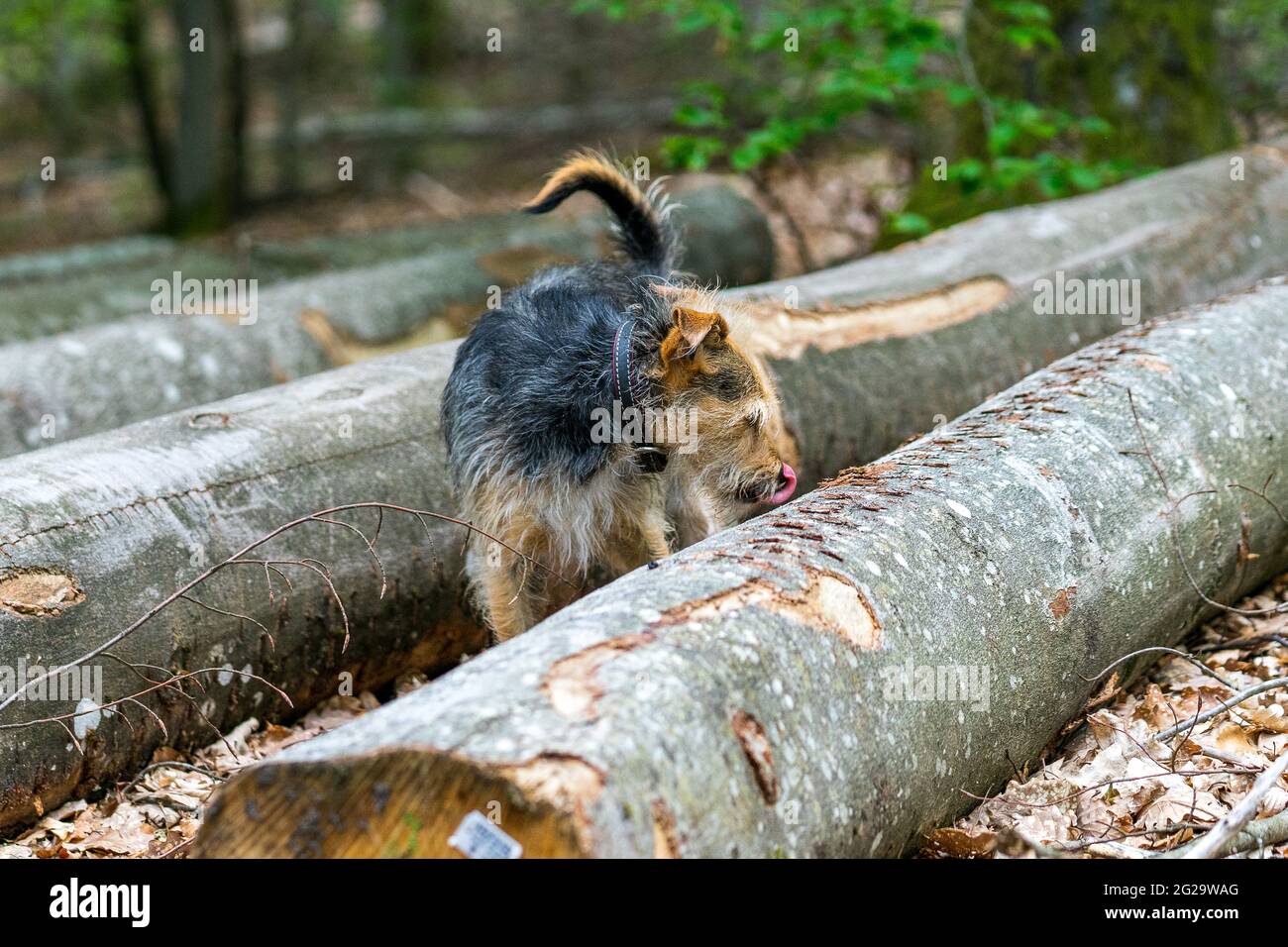 Mit Hund im Wald Stock Photo