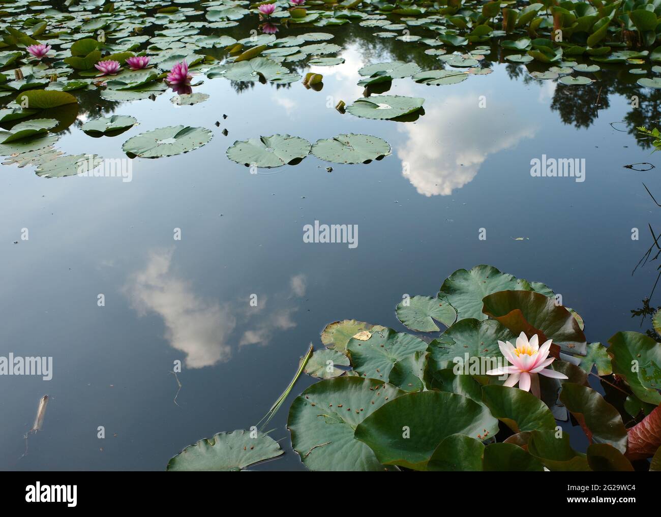 Blue sky and clouds reflected in pond hi-res stock photography and ...