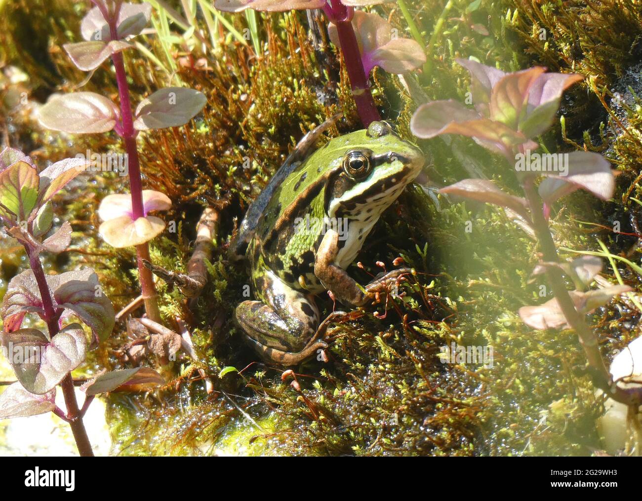 Green frog living in our garden pond Stock Photo Alamy