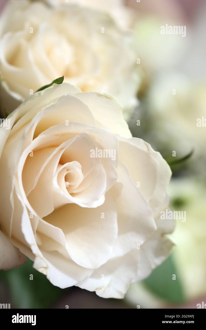 beautiful white roses close up Stock Photo