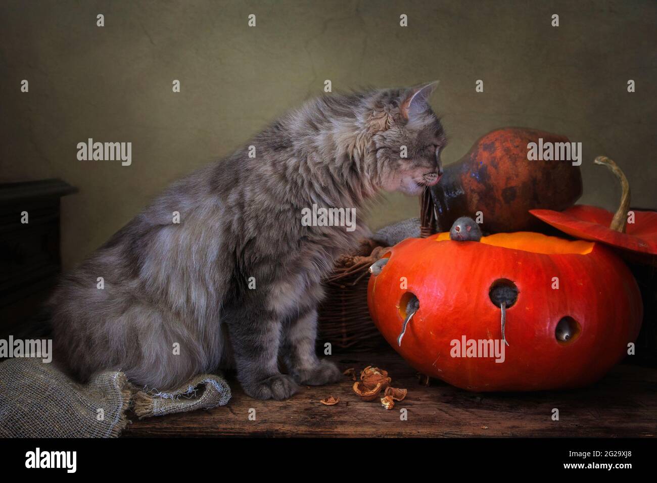Cat plays with toy mice Stock Photo