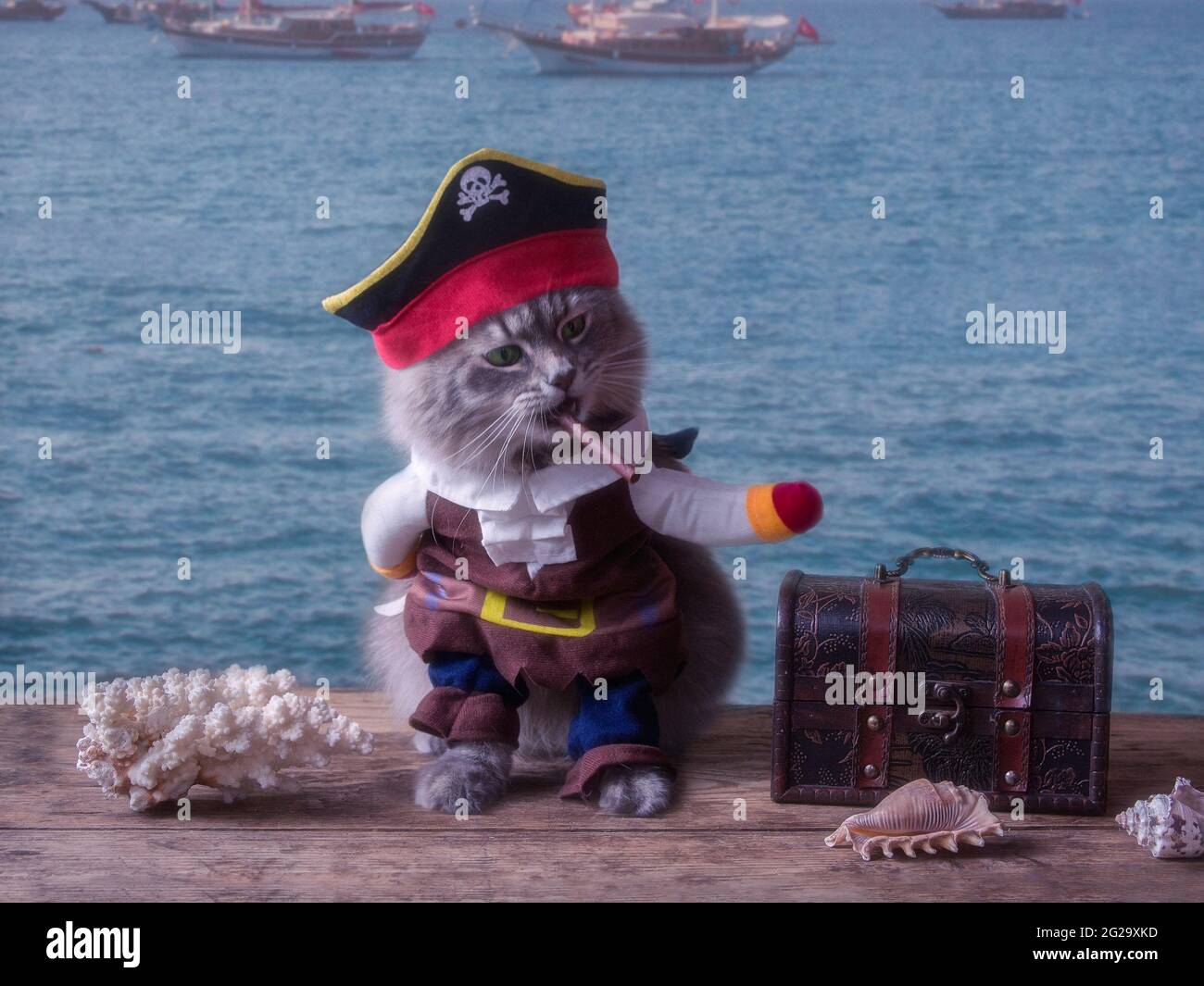 Funny kitten in a pirate costume Stock Photo - Alamy