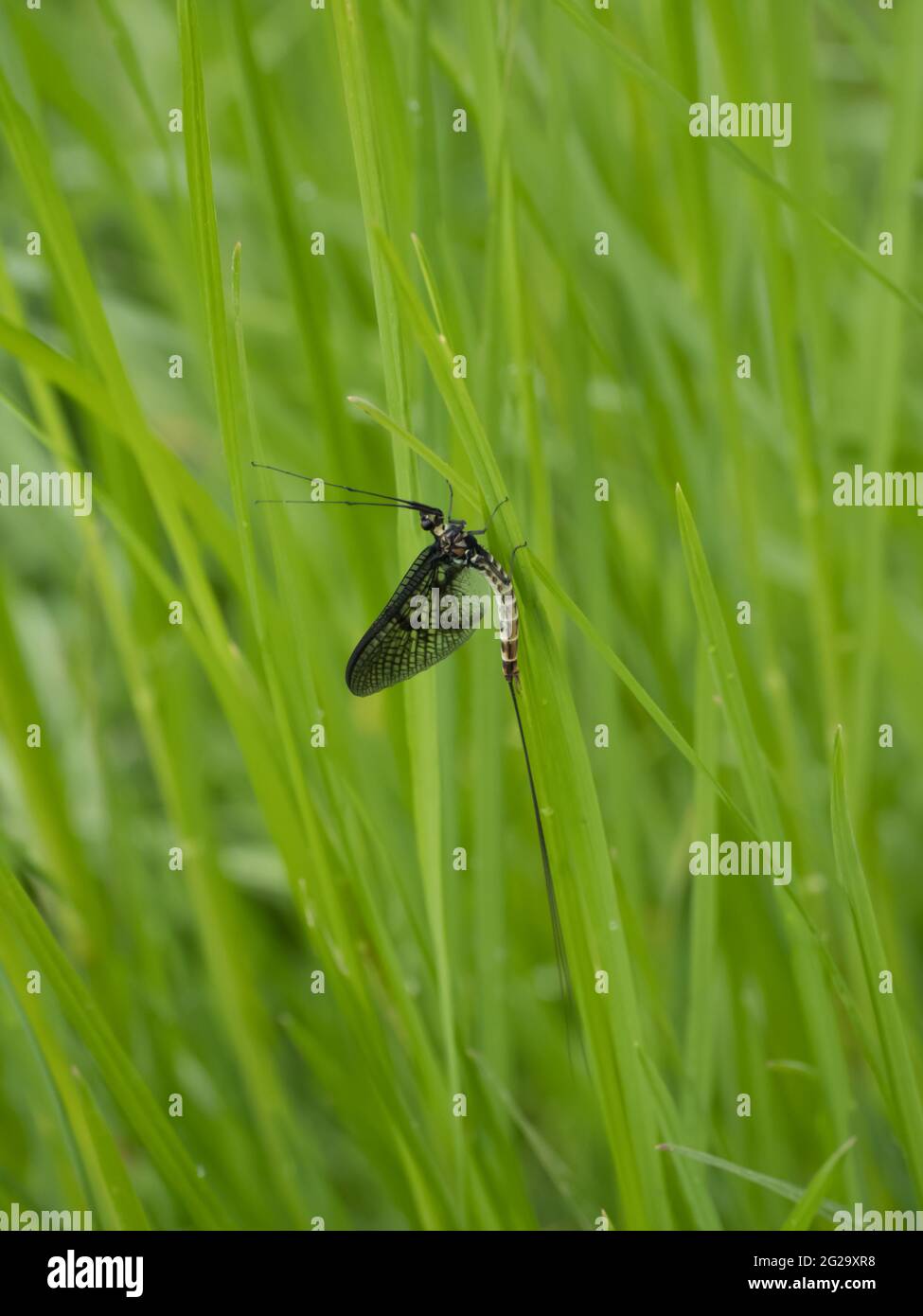 A Common Mayfly (Ephemera danica) resting on a reed stem. Stock Photo