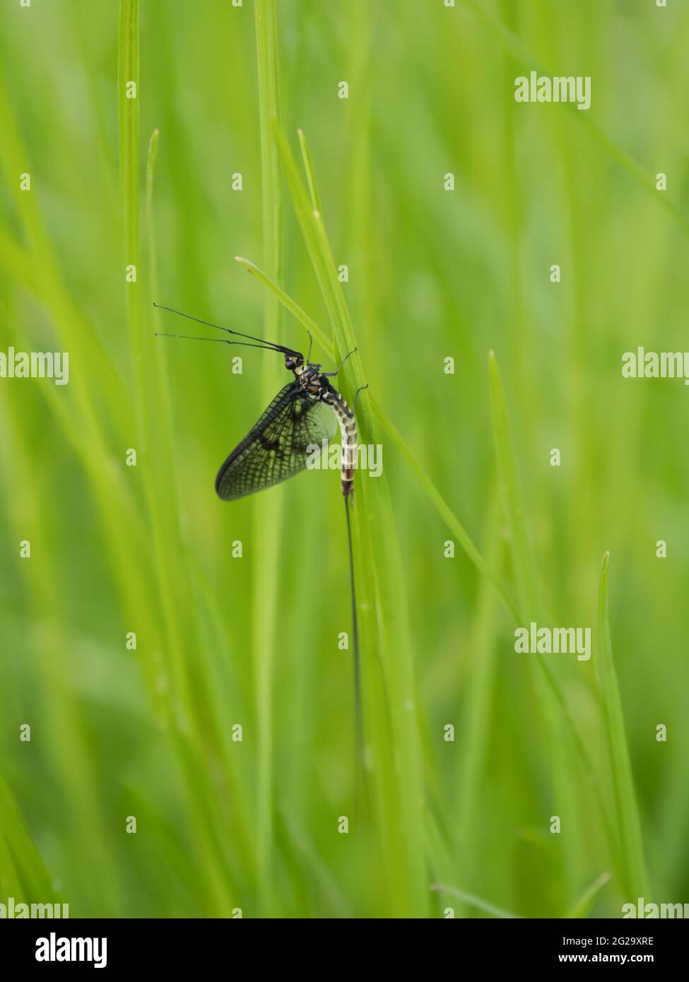 A Common Mayfly (Ephemera danica) resting on a reed stem. Stock Photo