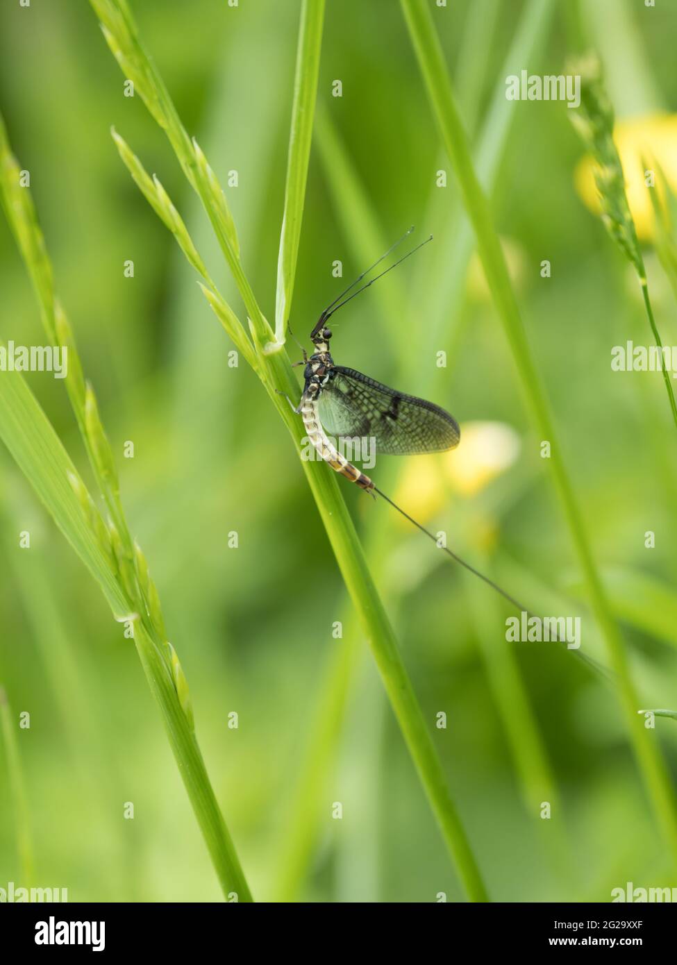 A Common Mayfly (Ephemera danica) resting on a reed stem. Stock Photo