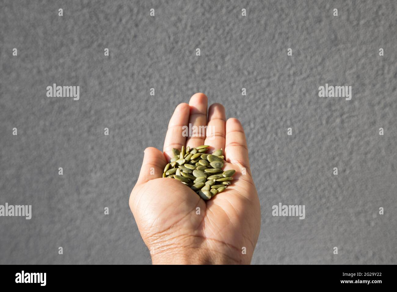 A hand is holding some green organic pumpkin seed kernels against a textured grey background. Stock Photo
